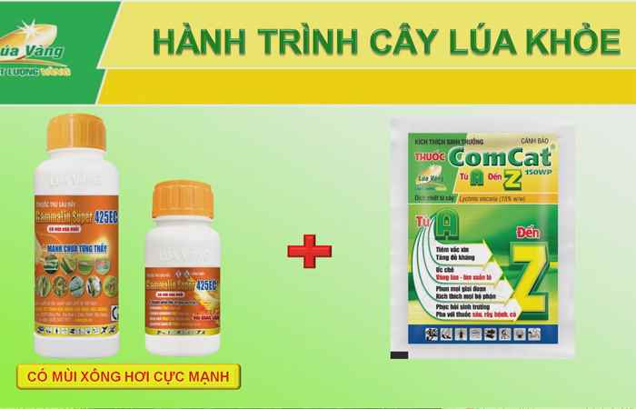 Cây khỏe nhà nông khỏe: Sung chồi mẹ khỏe chồi con (01-06-2024)