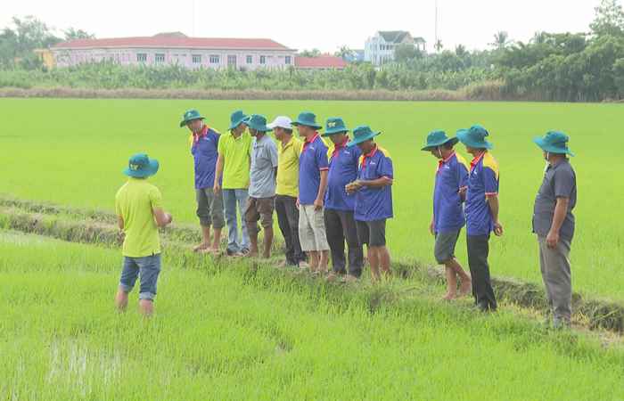 Cây khỏe nhà nông khỏe: Tăng đề kháng cho cây lúa ngay từ đầu vụ (11-11-2023)