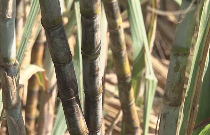 Cây mía Cù Lao Dung tiếp tục gặp khó trong năm 2018