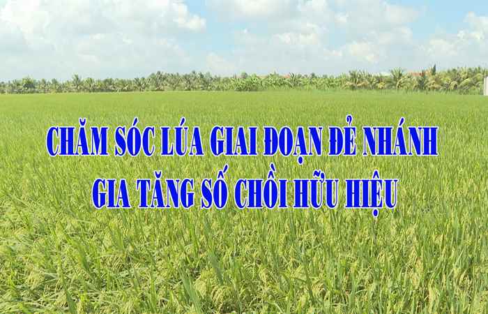 Chăm sóc lúa giai đoạn đẻ nhánh gia tăng số chồi hữu hiệu (02-12-2024)