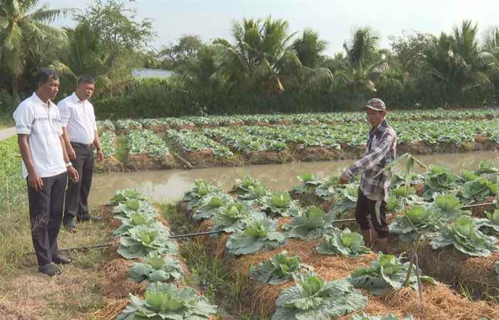 Chăm sóc rau, màu cung ứng thị trường Tết Nguyên đán (16-01-2024)