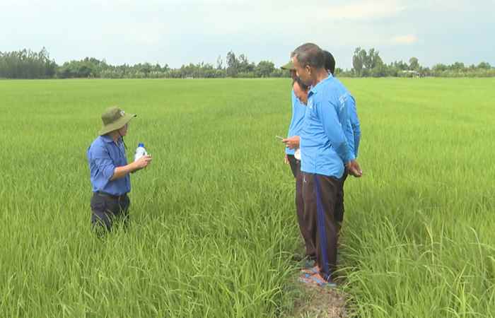 Chồi khỏe, mập đòng vụ lúa Hè Thu (20-05-2024)