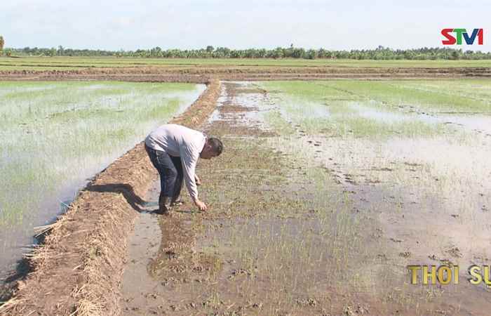 Chủ động bảo vệ vụ lúa hè thu ngay đầu vụ