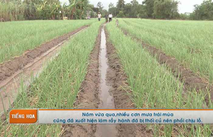 Chương trình tiếng Hoa 02-01-2018