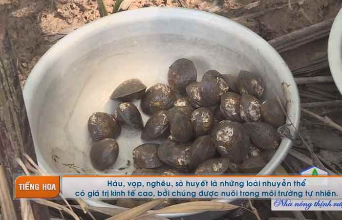 Chương trình tiếng Hoa 03-08-2017