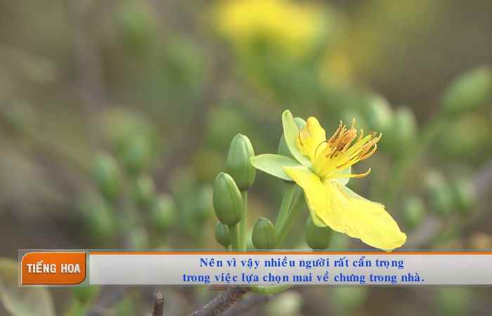 Chương trình tiếng Hoa 04-02-2019