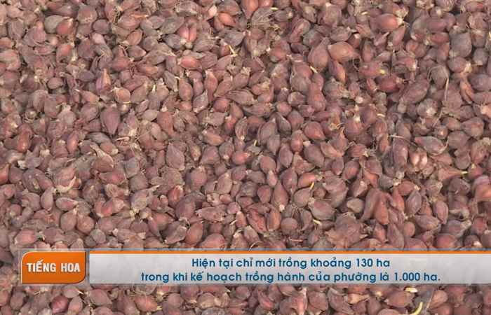 Chương trình tiếng Hoa 05-12-2017