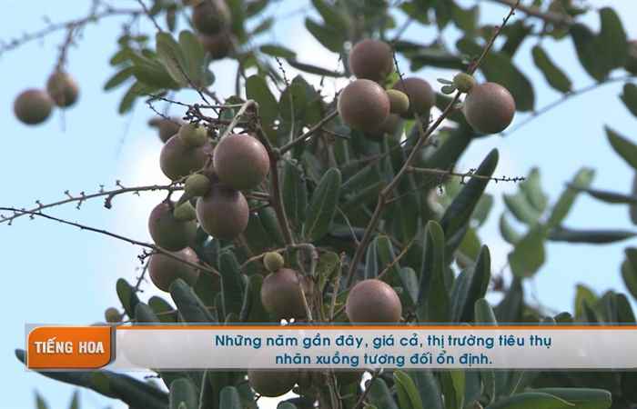 Chương trình tiếng Hoa 08-06-2017