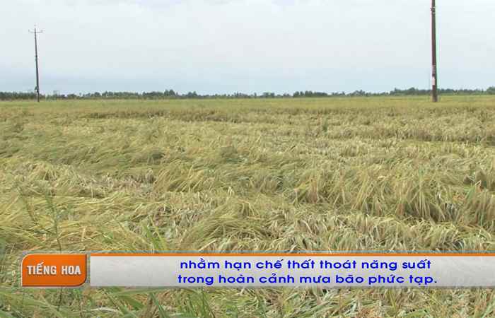 Chương trình tiếng Hoa (23-09-2024)