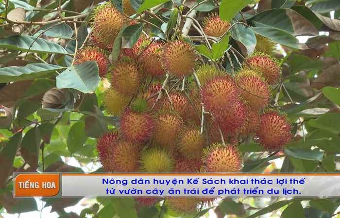 Chương trình tiếng Hoa (26-06-2023)