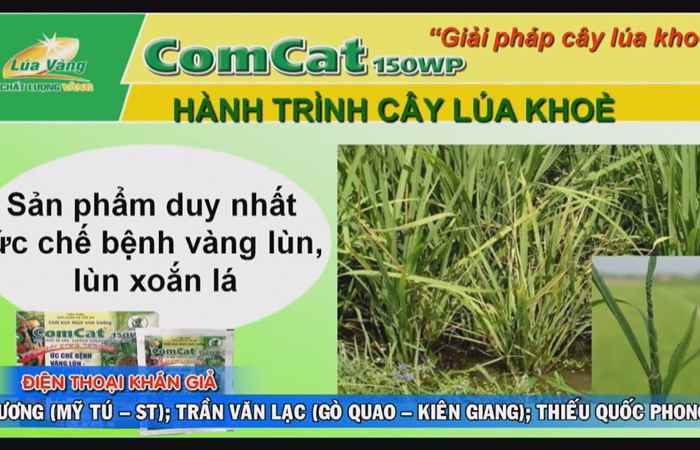Chương trình tọa đàm - Bí quyết diệt cỏ và giải pháp hạn chế bệnh vàng lùn 31-05-2018