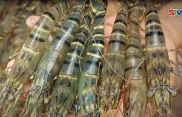 Chương trình tọa đàm - Chăm sóc tôm giai đoạn giao mùa 30-05-2020