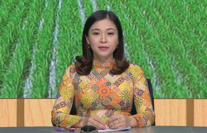 Chương trình tọa đàm Lộc Trời Tốt giống lúa khỏe 08-11-2018