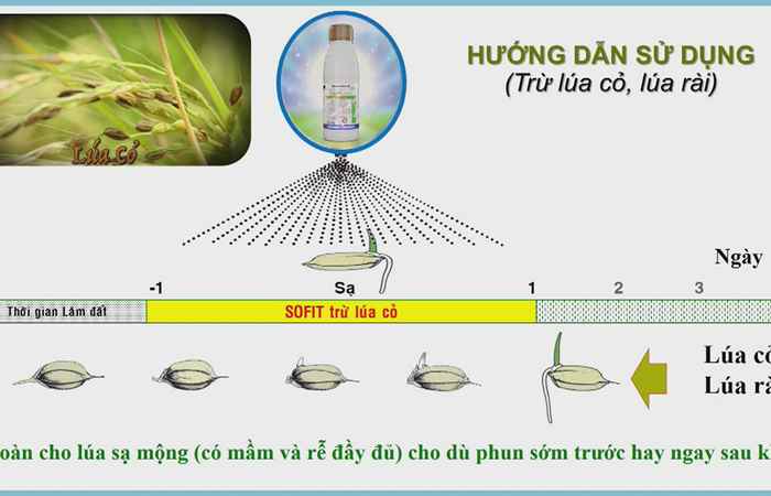 Chương trình tọa đàm: Sạch cỏ - Sung chồi (27-10-2022)