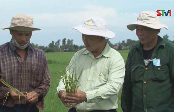 Chương trình tọa đàm VFC - Một số lưu ý phòng trừ sâu bệnh vụ hè thu 2018