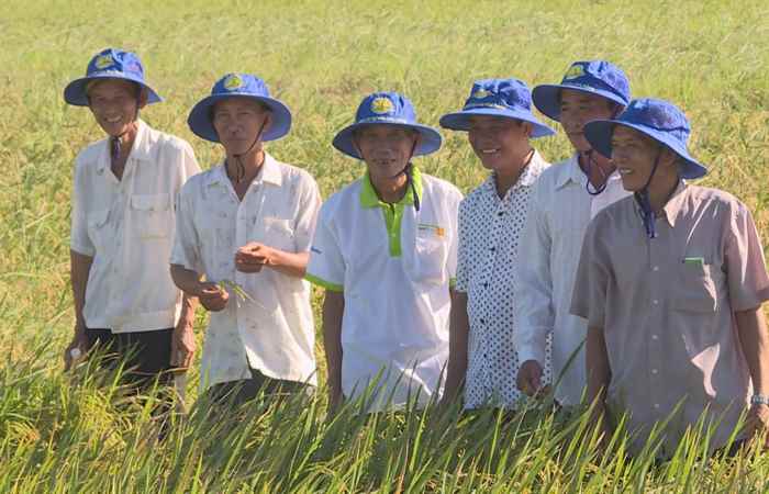 Chuyên mục 2 Phong  - Phân bón 2 Phong cho giai đoạn đòng trổ 17-01-2020)