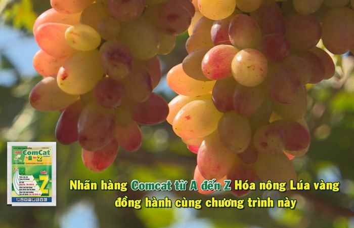 Gia tăng chồi hữu hiệu (12-06-2021)