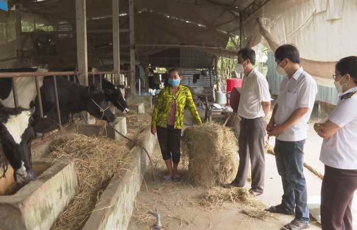 Chuyên mục Khuyến nông: Bệnh viêm da nổi cục trên trâu, bò và biện pháp phòng, chống (01-03-2022)