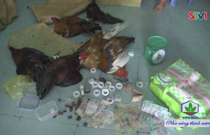 Công an Long Phú triệt pha một tụ điểm đá gà