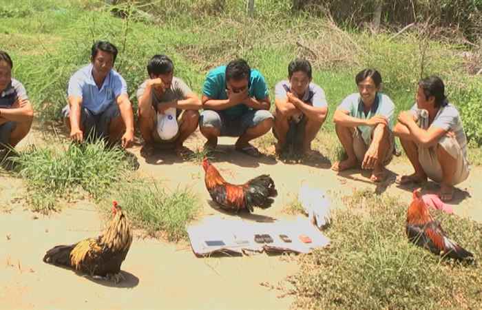 Công an Vĩnh Châu bắt quả tang 7 đối tượng đá gà ăn thua bằng tiền