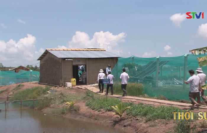 Cù Lao Dung ứng dụng nhiều mô hình mới trong thả nuôi tôm đầu vụ