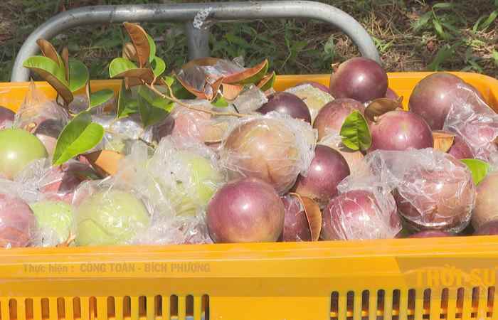 Đầu ra trái Vú Sữa Tím ổn định nhờ khâu liên kết