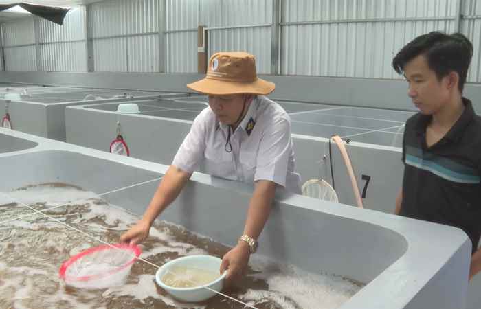  Đẩy mạnh công tác quan trắc, cảnh báo dịch bệnh trong nuôi tôm nước lợ (13-06-2023)