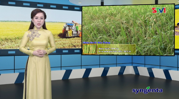 Thông tin dịch hại Nông nghiệp 08-02-2017