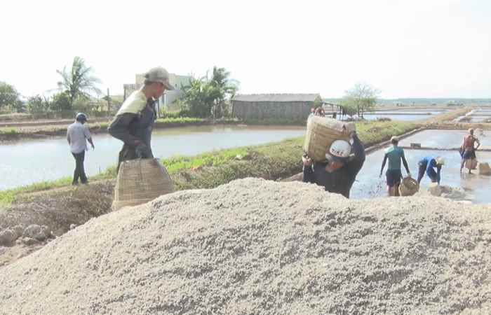 Diêm dân Vĩnh Châu vào vụ thu hoạch muối