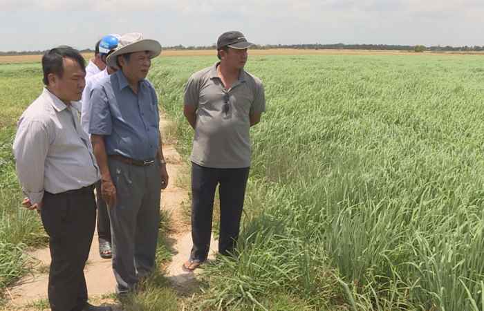 Điển hình tiên tiến - Người nông dân làm kinh tế giỏi