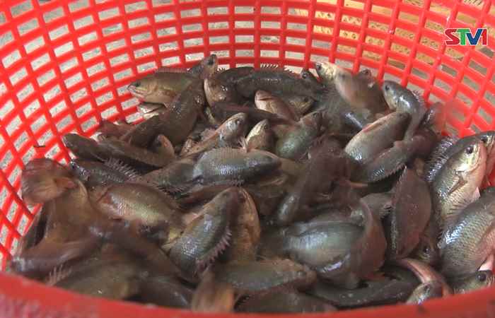 Đón con nước về sớm, người dân Ngã Năm phấn khởi