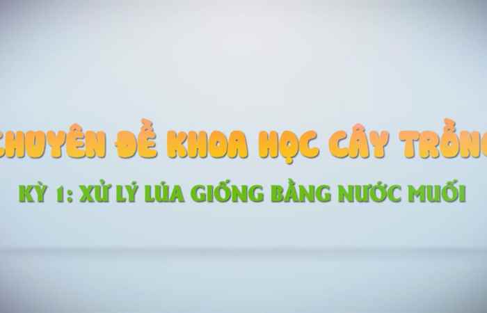 Đồng hành cùng nhà nông - Xử lý lúa giống bằng nước muối(19-01-2021)