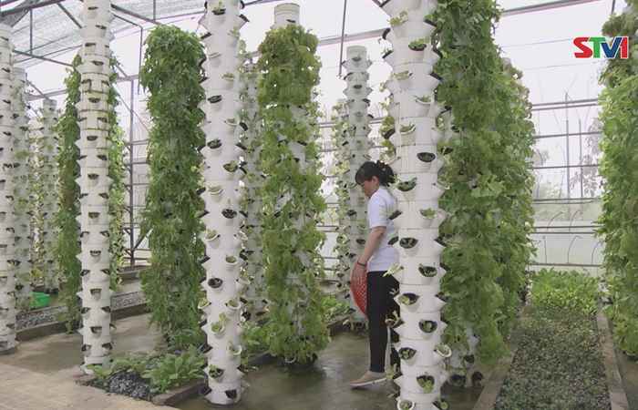 Đưa rau an toàn đến tận nhà dân