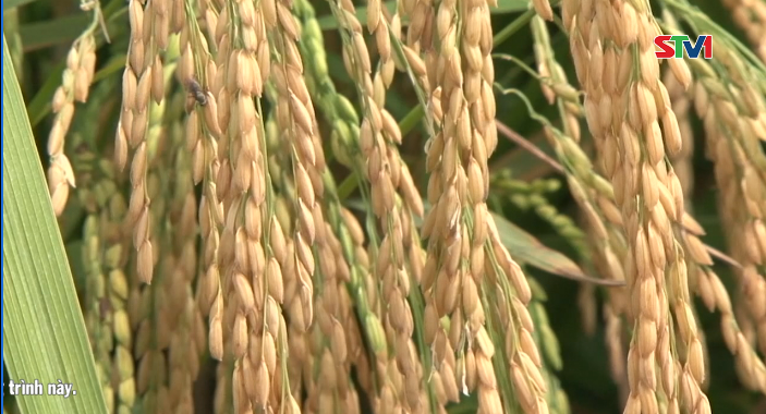 Xây dựng thương hiệu Gạo Tài Nguyên Thạnh Trị