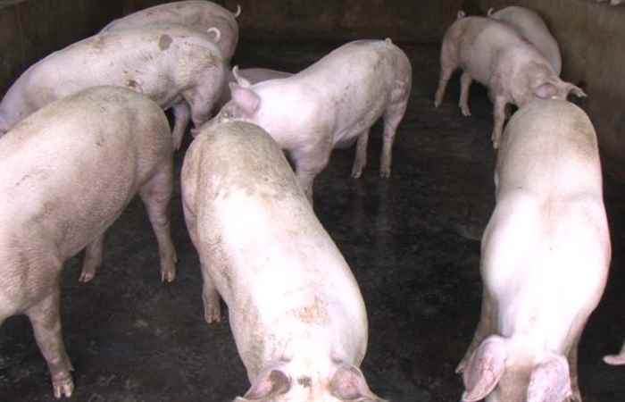 Giá heo tiếp tục giảm trong những ngày gần đây