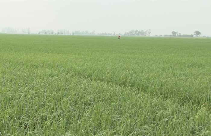 Giá lúa đông xuân cao, nhà nông phấn khởi