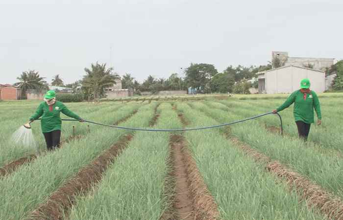 Giải pháp kỹ thuật trong sản xuất hành tím (18-10-2022)