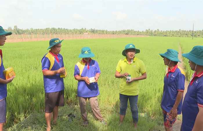 Giải pháp làm lúa có lời: 2 lần phun thuốc như 4 lần phun (05-08-2023)