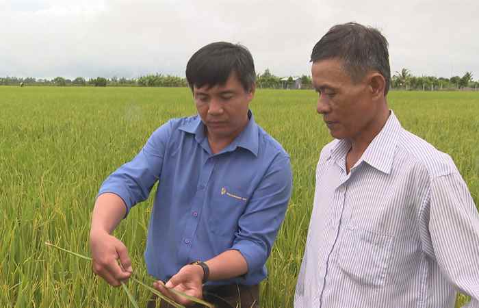 Giải pháp Nông nghiệp xanh: Sạch bệnh, mát bông , không vàng lá (01-07-2024)