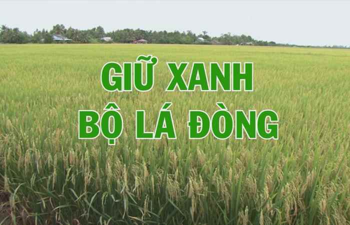 Giải pháp vô gạo liên tục 14-01-2018