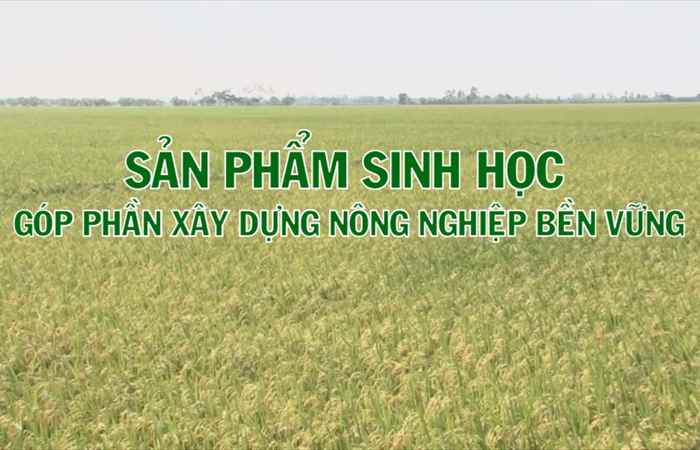 Giải pháp vô gạo liên tục 01-02-2018