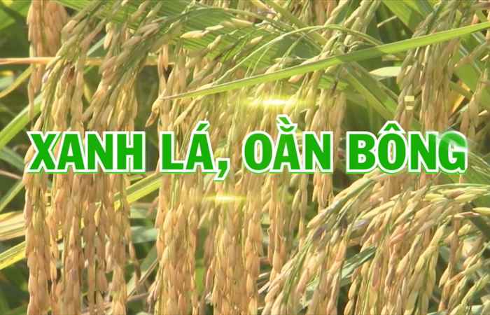 Giải pháp vô gạo liên tục 04-02-2018