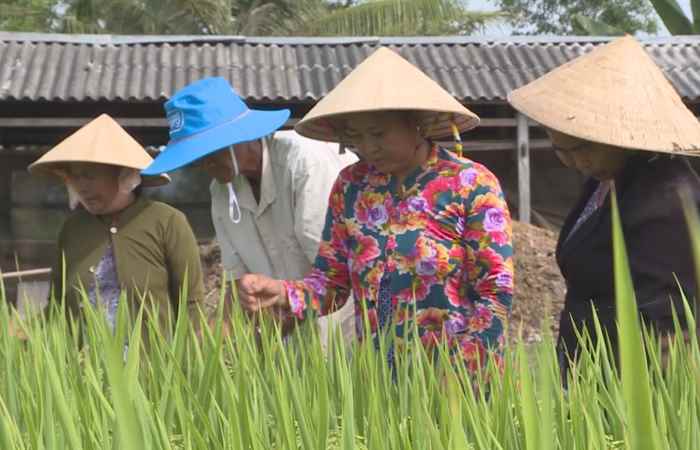 Giải pháp vô gạo liên tục 08-02-2018