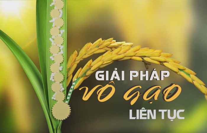 Giải pháp vô gạo liên tục 11-01-2018