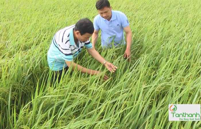 Giải pháp vô gạo liên tục 11-02-2018