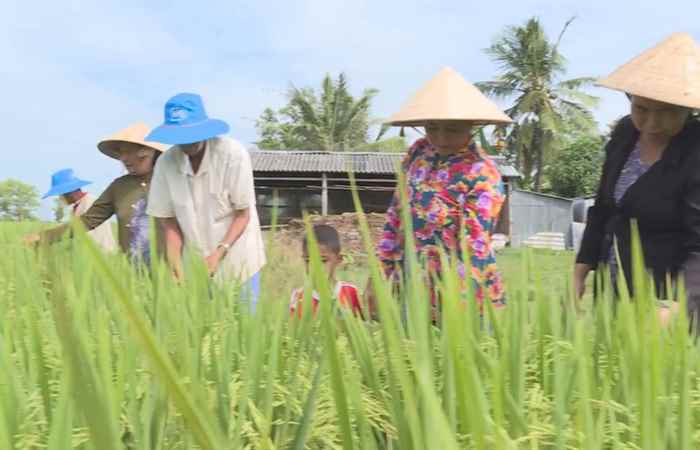 Giải pháp vô gạo liên tục 18-02-2018