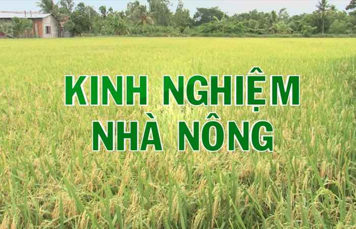 Giải pháp vô gạo liên tục 21-01-2018