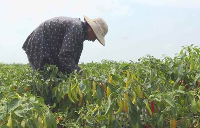 Chuyên mục Giảm nghèo - Sẵn sàng nguồn lực hỗ trợ giảm nghèo vùng đồng bào dân tộc giai đoạn 2021-2025 (05-10-2020)