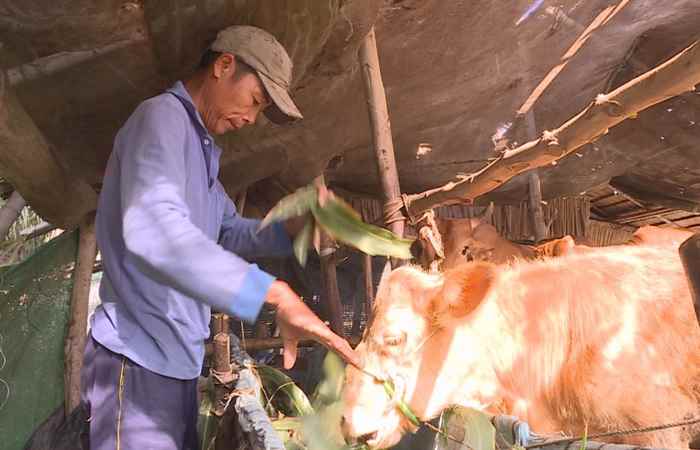 Giảm nghèo - Khi hộ nghèo có định hướng làm kinh tế (12-12-2019)