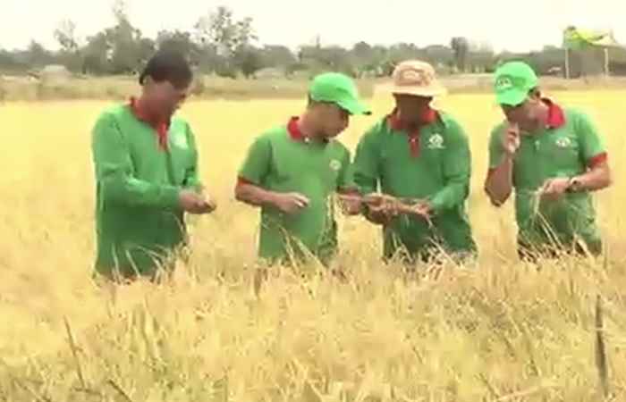  Giới thiệu mô hình sản xuất lúa hữu cơ đến bao gói thành phẩm (23-08-2022)